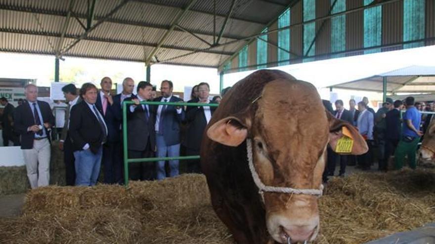 Zafra organizará en octubre la I Feria Internacional Ganadera Virtual