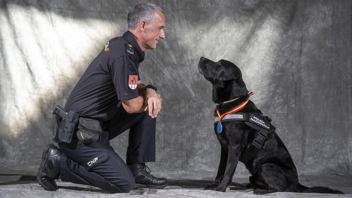 Barcelona 14.10.2021 Sociedad Lennon, un perro labrador retriever de la unidad canina de la Policía Nacional condecorado recientemente por su brillante trayectoria. Fotografía de Jordi Cotrina