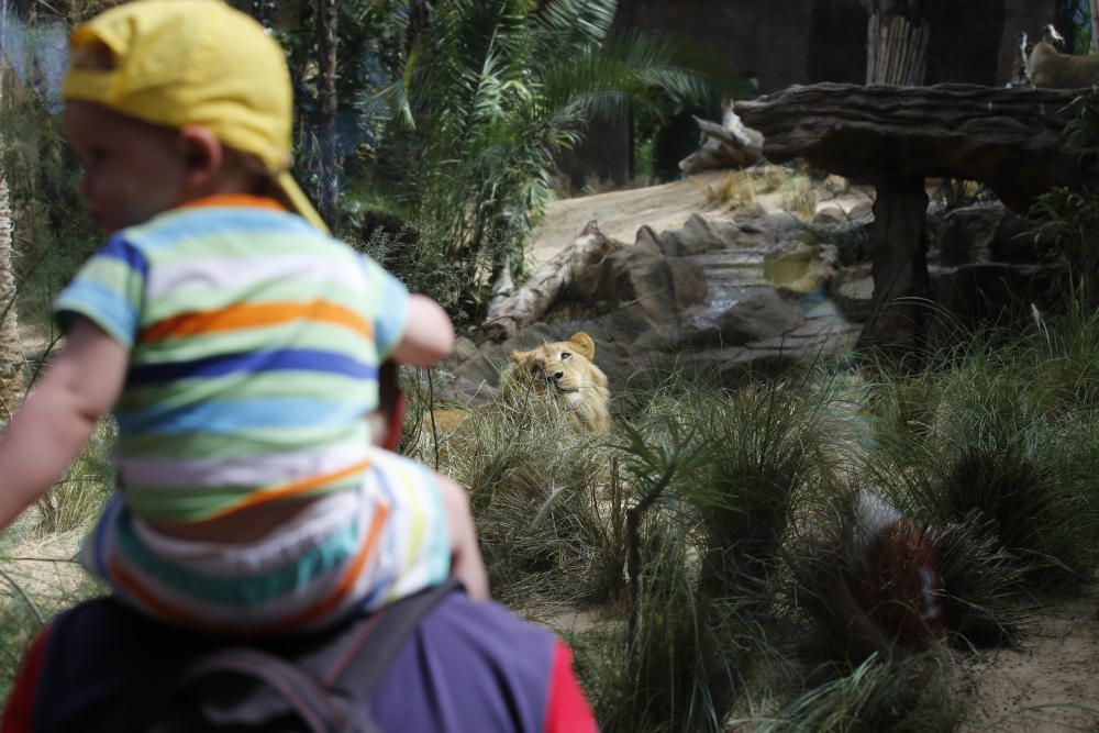 Delia Padrón Inauguración del Lion's Kingdom, la exhibición de los leones africanos, en Loro Parque