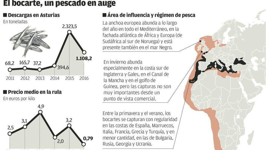 Asturias apoya una indicación protegida de la anchoa cantábrica