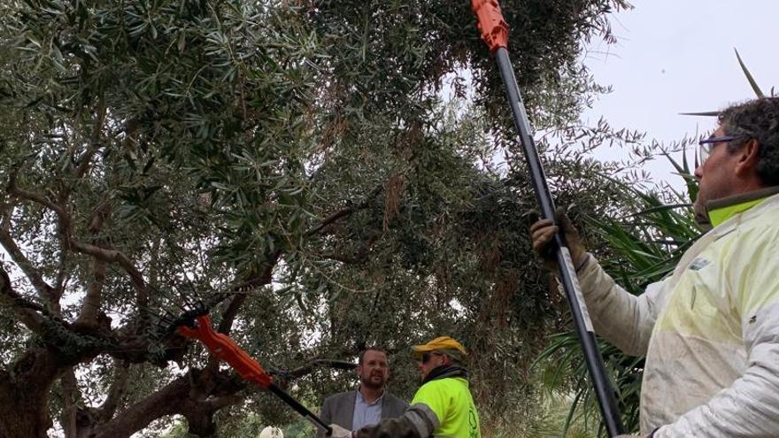 El Ayuntamiento donará el aceite de las olivas recogidas en parques de Murcia