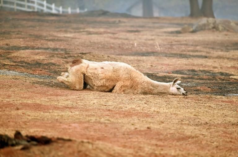 El devastador incendio de California, en imágenes