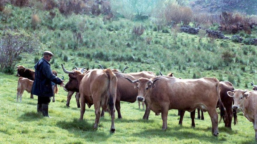 Vacas de raza alistana-sanabresa