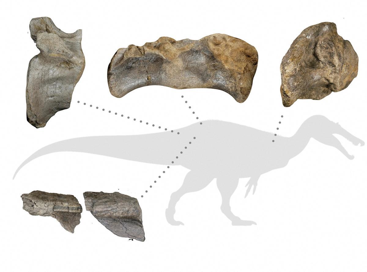 Huesos fósiles del dinosaurio carnívoro