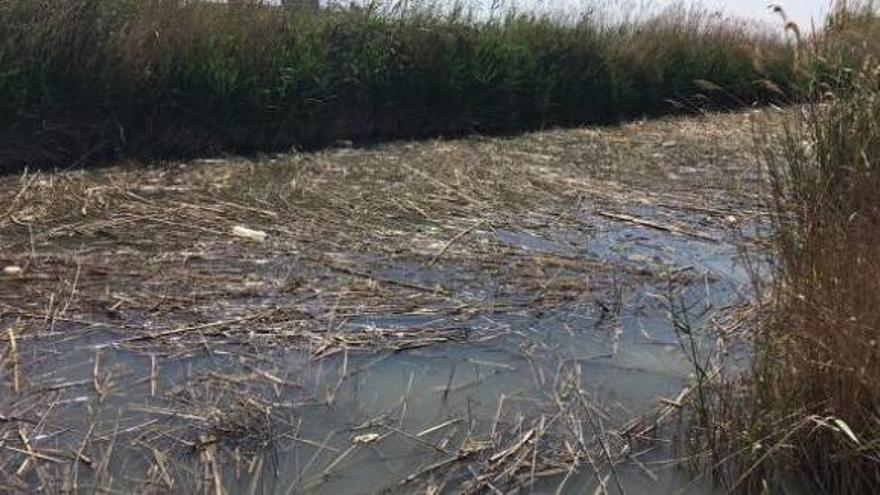 La siega de cañas atasca  las acequias de l&#039;Albufera