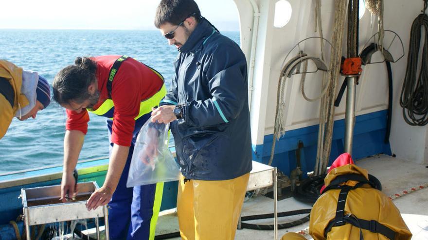 La fauna de los fondos de Aldán, bajo lupa