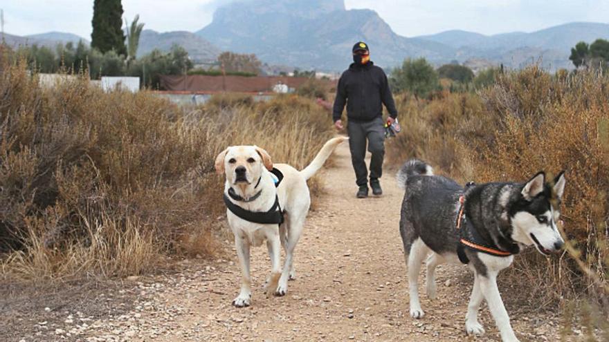 El dueño de dos perros paseando por el descampado de Petrer, donde el maltratador de animales suele arrojar las salchichas con alfileres desde hace cuatro años.  | MANUEL R. SALA