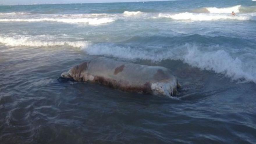 Aparece una vaca muerta en la playa de Arenales del Sol