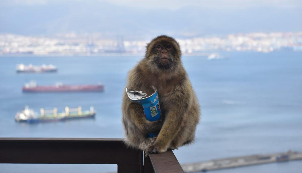 Mono de Gibraltar