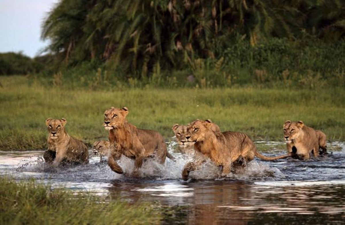 Un grupo de leones cruza un arroyo en Botsuana.