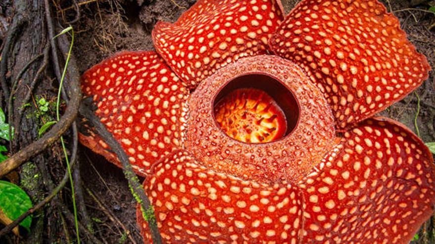 Una imagen de una flor de una variedad de Rafflesia.