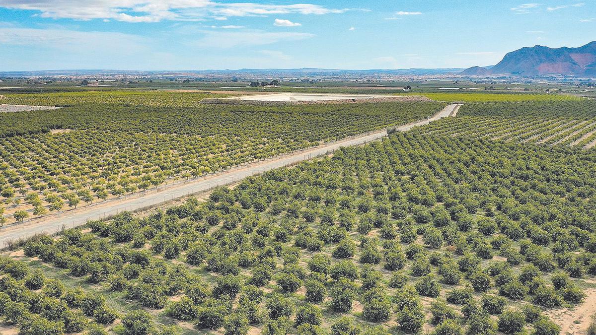 Campos de cítricos en el Camp de Morvedre.