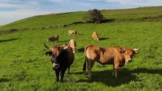 Extremadura reclama en Bruselas una PAC que garantice la rentabilidad y la soberanía alimentaria