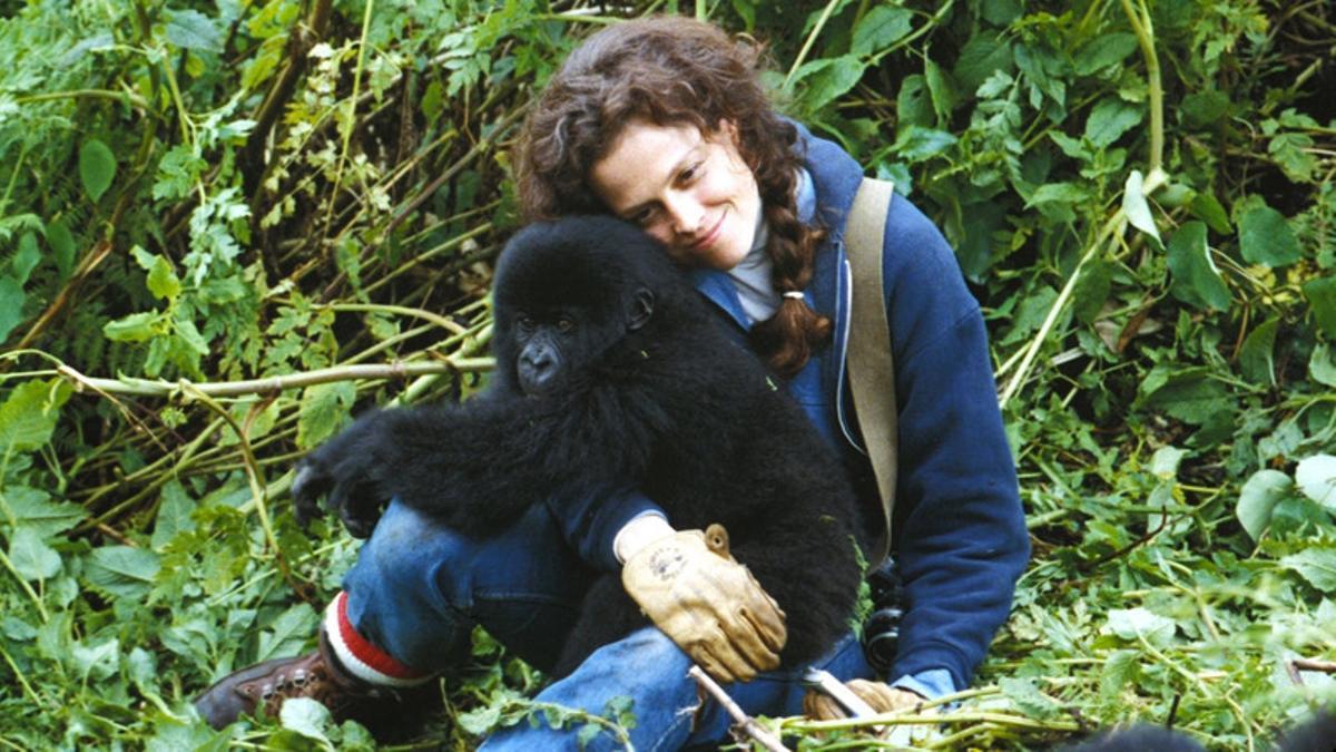 Sigourney Weaver en 'Gorilas en la niebla' como Dian Fossey