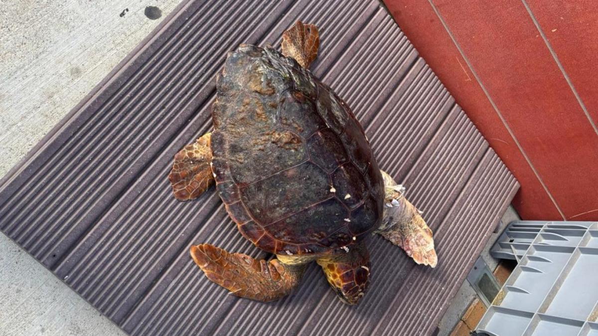 La tortuga rescatada.