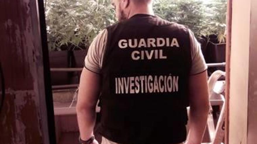 Detienen a dos personas por cultivar 410 plantas de marihuana en una casa de Riola