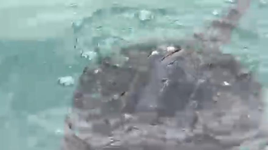 Troben una tortuga mossegadora al port de Portbou