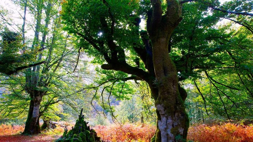 La Selva de Irati, en Navarra, es el segundo hayedo-abetal más extenso y mejor conservado de Europa.