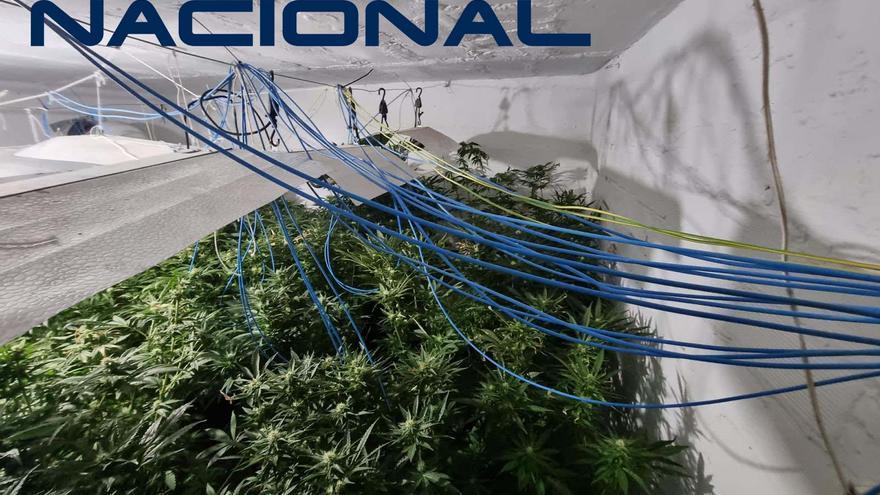 Detenidas seis personas tras desmantelar varias plantaciones de marihuana en Badajoz