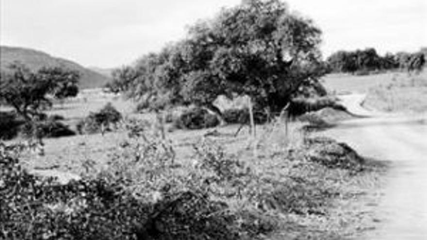 Arrancan cien encinas por el arreglo de un camino rural