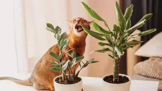 El truco viral de TikTok que mantiene a los gatos lejos de tus plantas: ¡adiós a los destrozos!