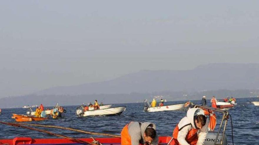 Libre marisqueo en Os Lombos do Ulla.