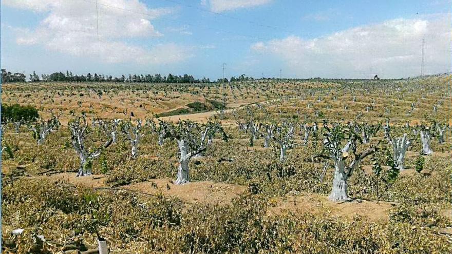 Campo de cítricos arrancados por plantaciones ilegales