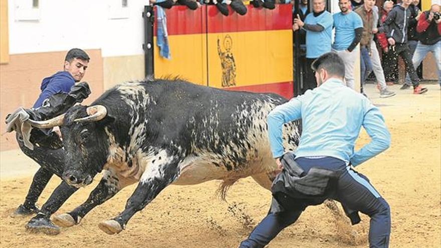 Las peñas se estrenan en la fiesta de Sant Vicent con 3 toros cerriles