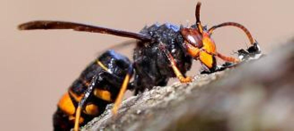 El Mediterráneo, en alerta por la avispa asiática