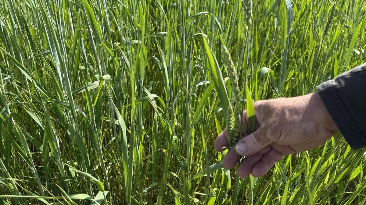 Detall d’una plantació de blat