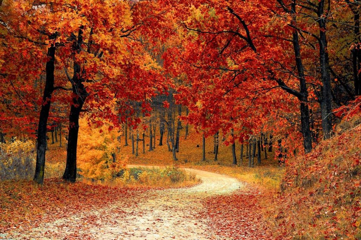 Paisaje forestal