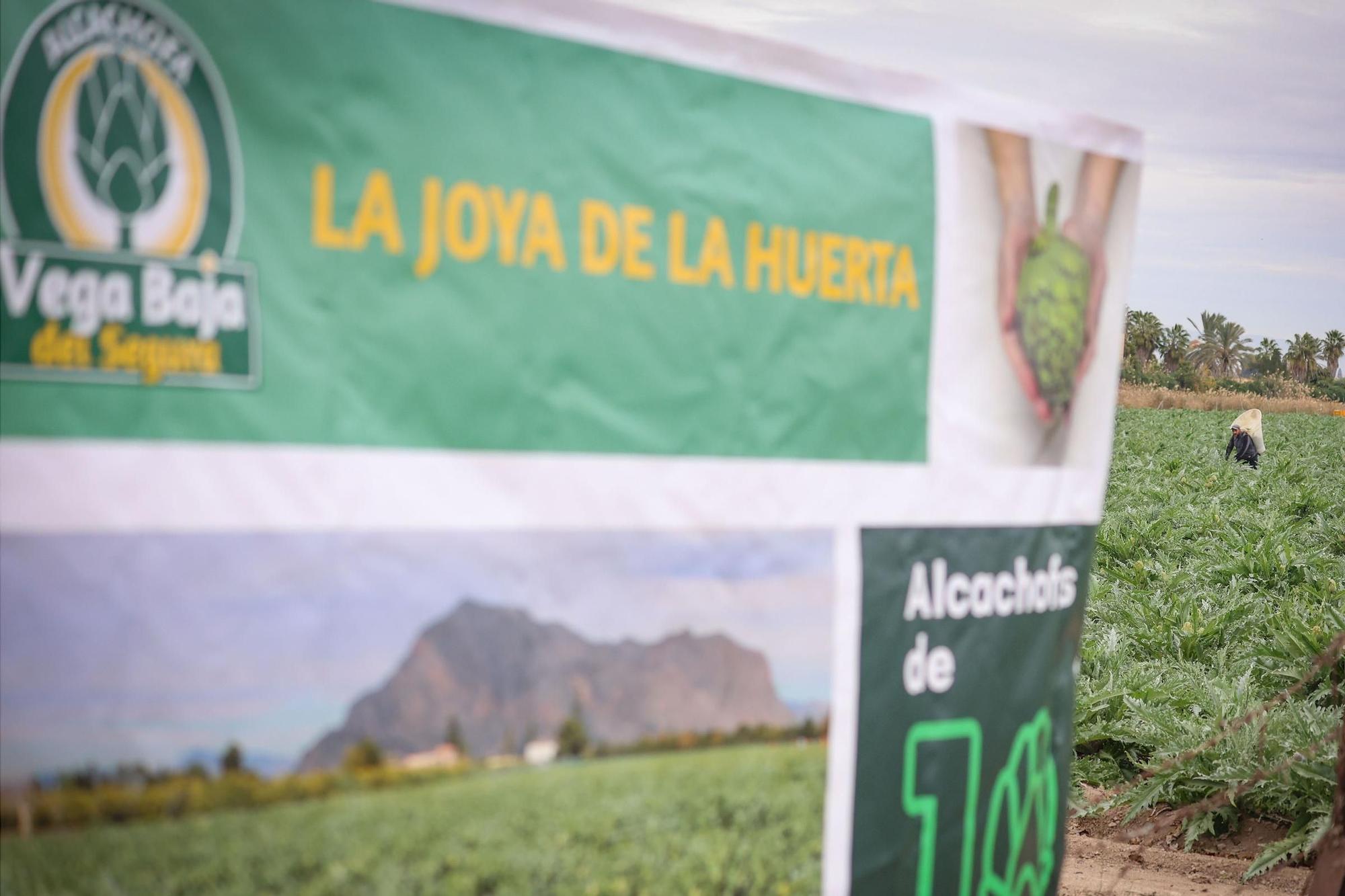 La chef Aurora Torres inaugura la temporada de la alcachofa