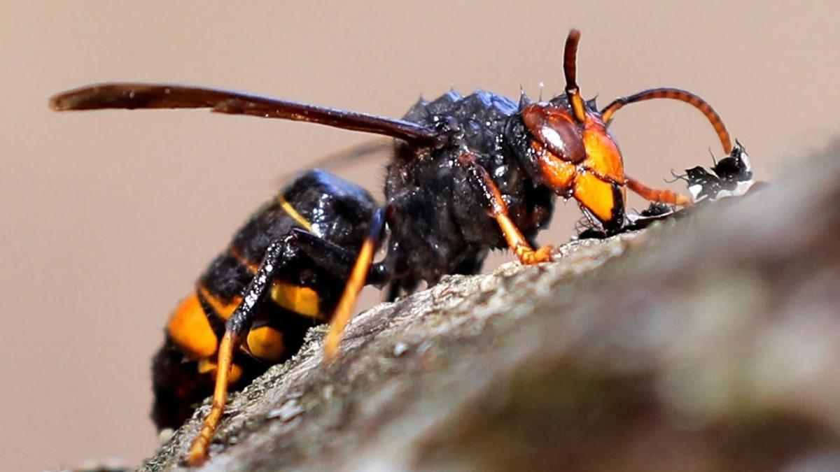 Avispa asiática.