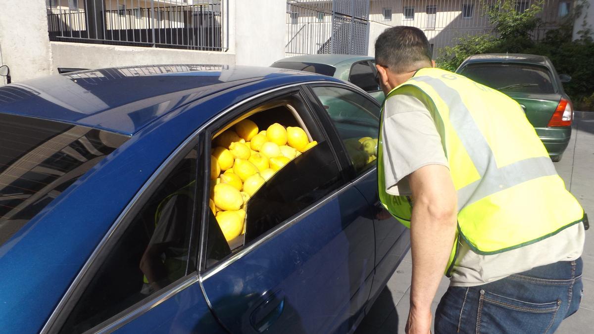 Más de una tonelada de limones rebosan en un turismo, interceptado por la Benemérita.
