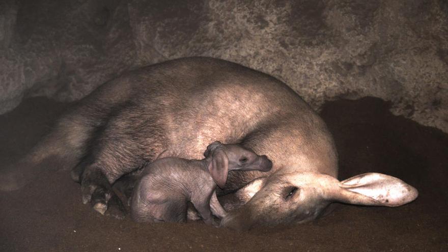 El &#039;bebé&#039; oricteropo nacido en Bioparc, con su madre.