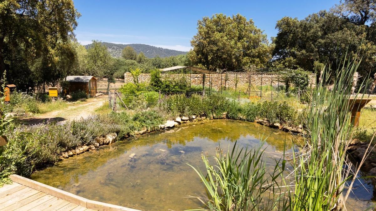 Imagen de una de las nuevas balsas habilitadas en la finca de Son Pons para fomentar la protección de especies amenazadas.