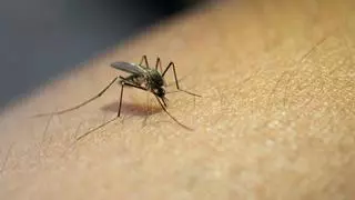 El truco de la pasta de dientes para ahuyentar a los mosquitos en verano