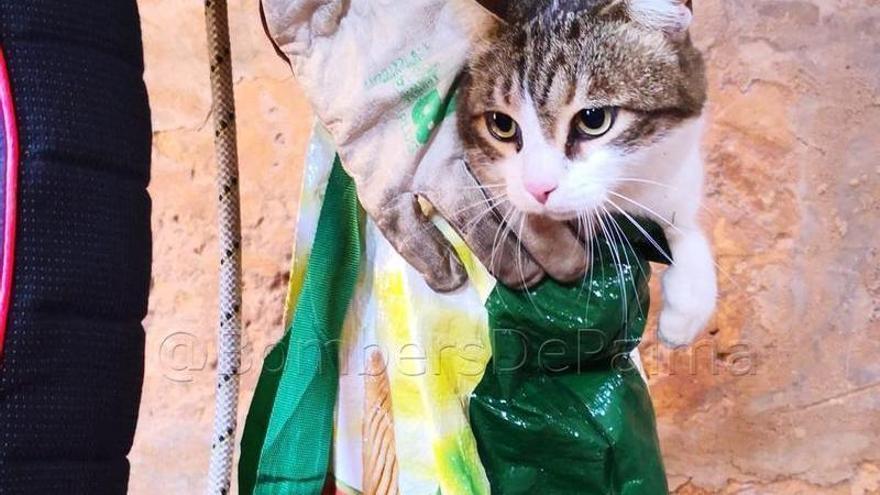 Sucesos en Mallorca | Laborioso rescate de un gato caído a un pozo de diez  metros en Sant Jordi