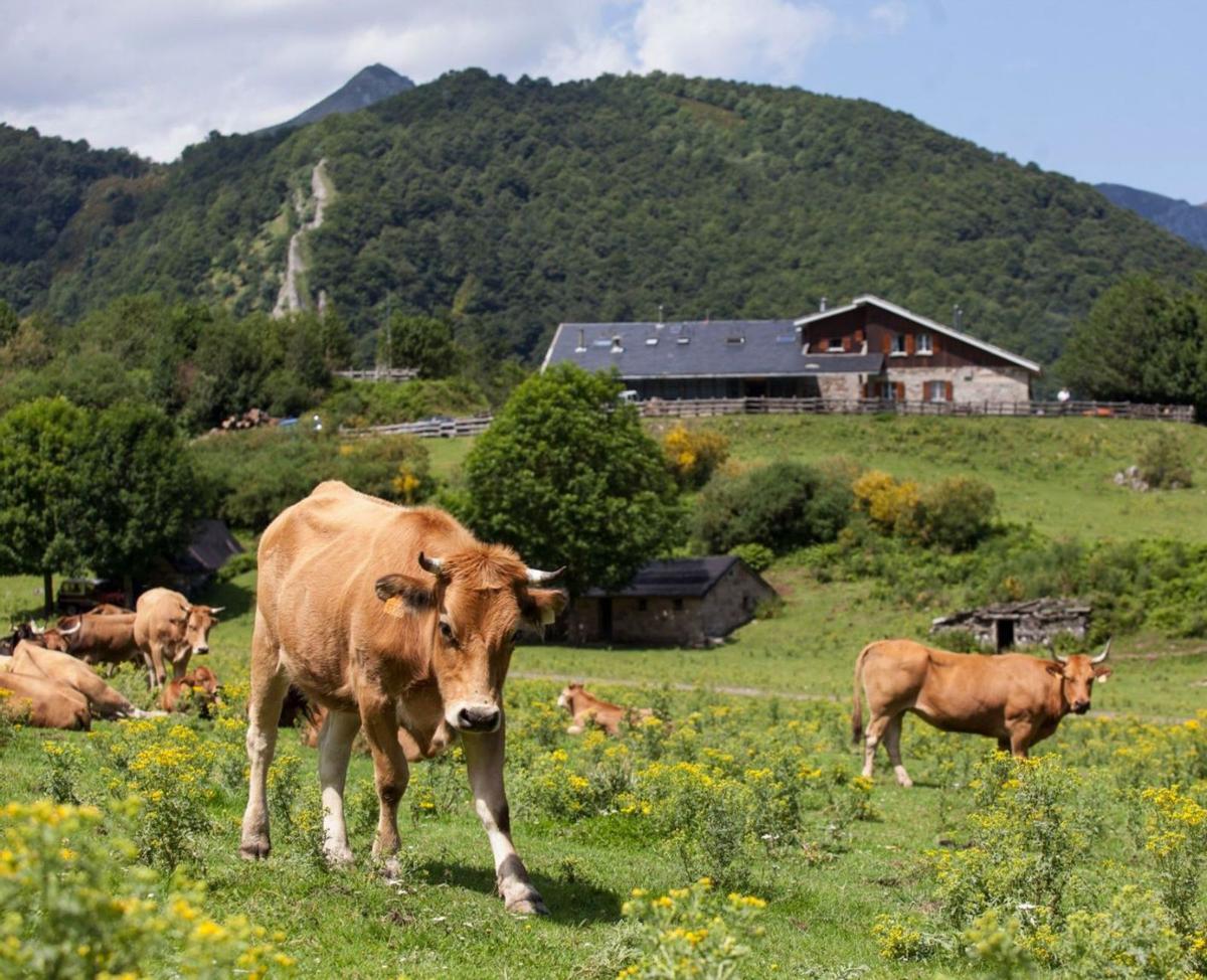 Ganado en Brañagallones, con el refugio al fondo. | FERNANDO RODRÍGUEZ