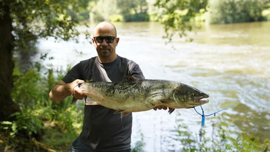 El pescador estradense Salva Ortega captura el “campanu” del río Ulla