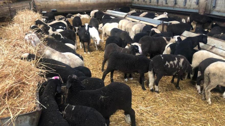 Mataderos zamoranos dejan de sacrificar corderos de La Mancha por la viruela ovina