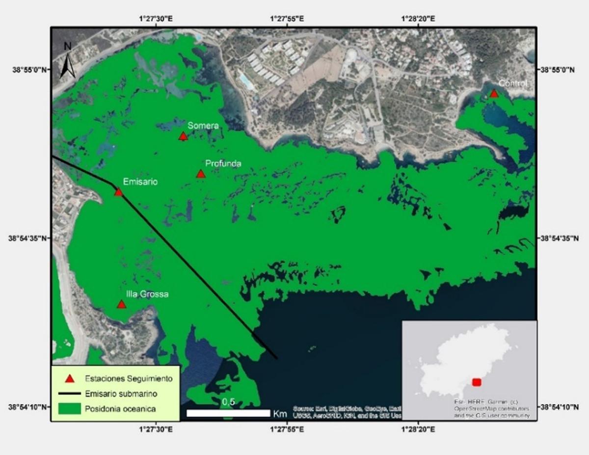 Estudio GEN GOB 2025 posidonia océanica en Pitiusas Estudio GEN GOB 2025 posidonia océanica en Pitiusas