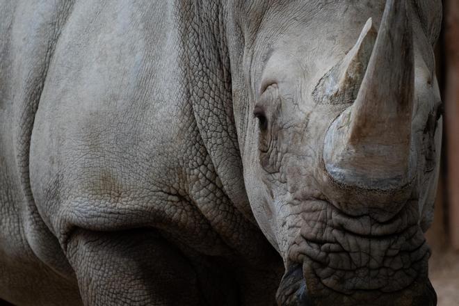 Las últimas incorporaciones a la familia del Zoo incluyen al rinoceronte blanco de unos 7 meses