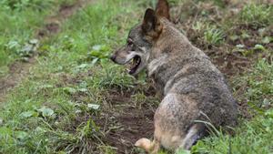 Los Veintisiete respaldan rebajar la protección del lobo con el voto en contra de España