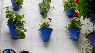 Llueve en los Patios de Córdoba: El agua clara difumina la mancha de la calima