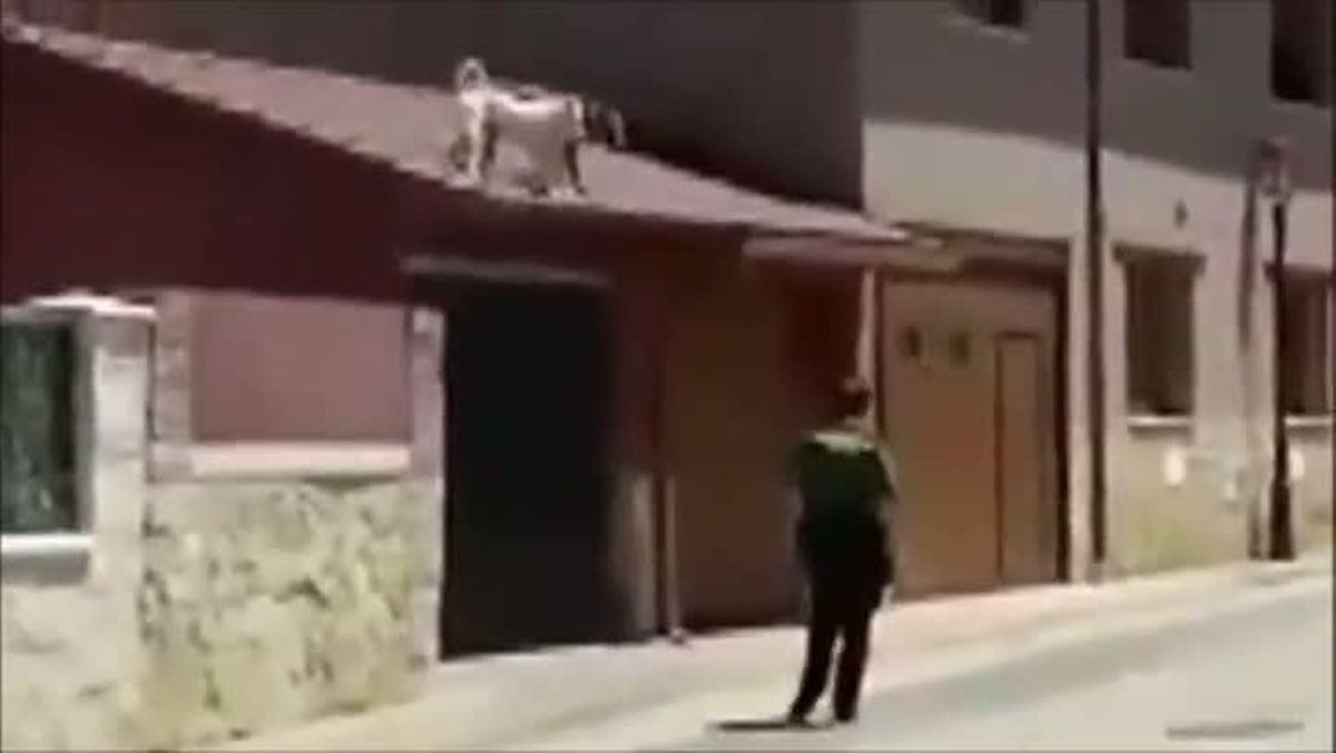 Un guàrdia civil mata un gos al mig del carrer, a Burgos.