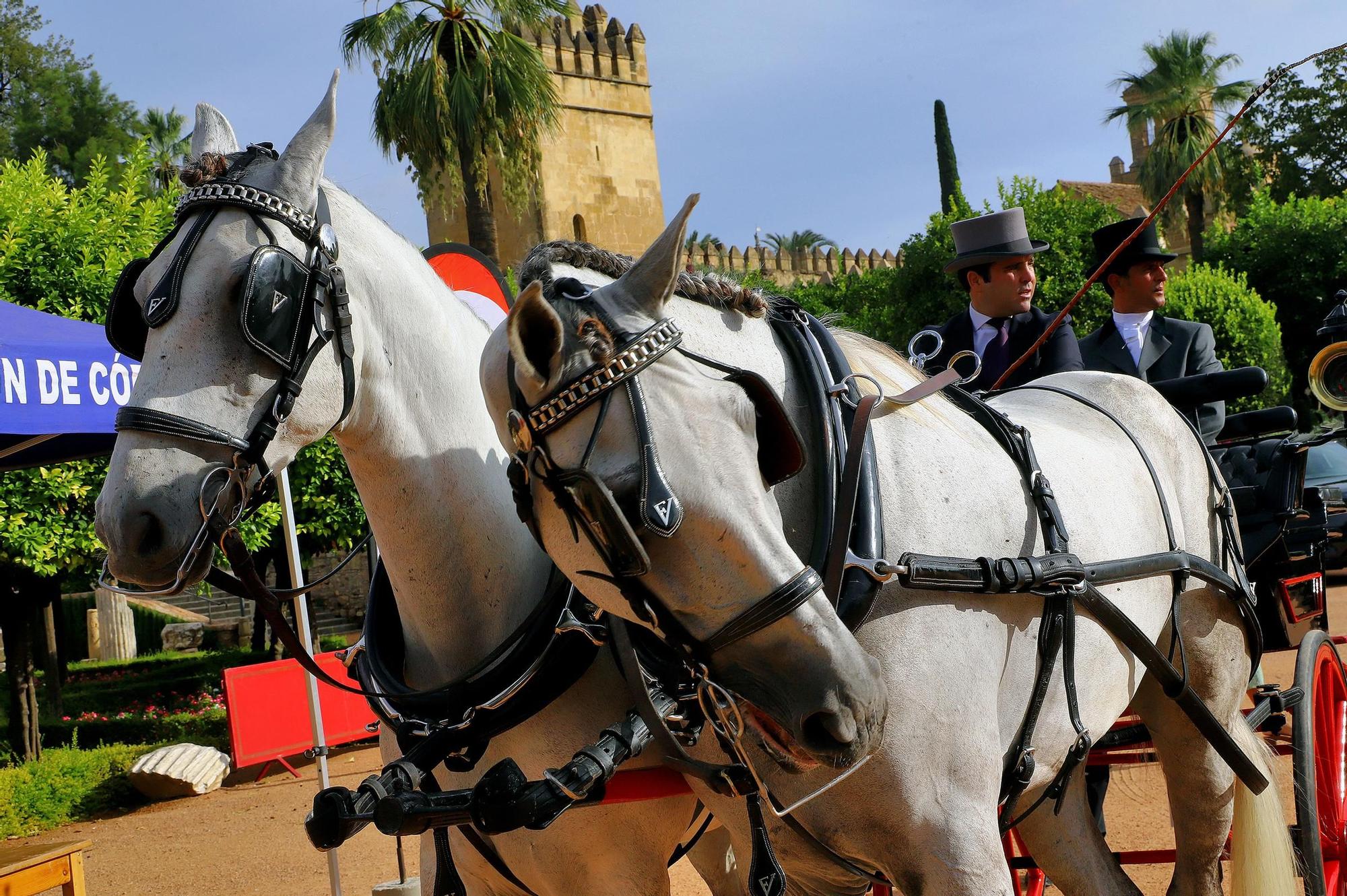 El carruaje reina en Córdoba