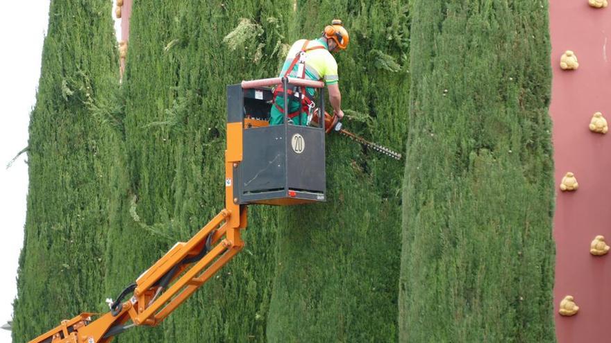 La poda és essencial per a la bona salut d’arbres i plantes
