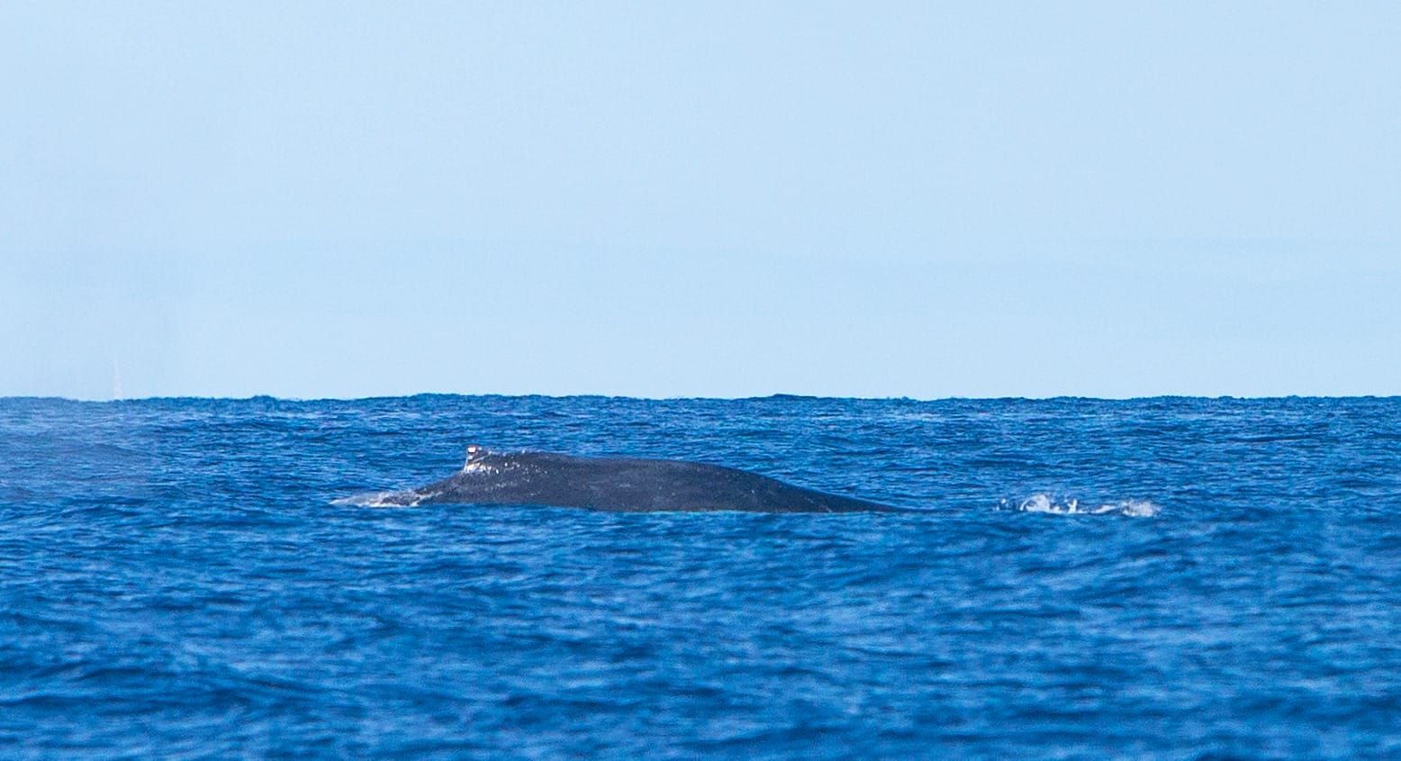 Ballena jorobada entre La Graciosa y Alegranza