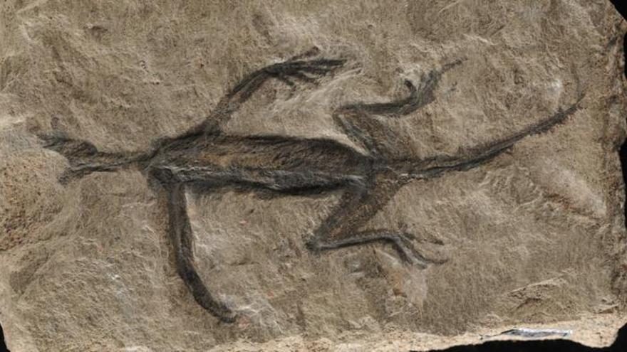 Najstarsze skamieniałe gady w Alpach okazują się historycznie fałszywe